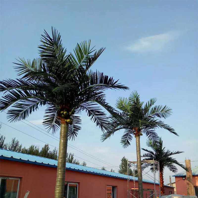 大型椰树